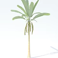 Tall Tree with Green Leaves and Smooth Brown Trunk Isolated on White Background