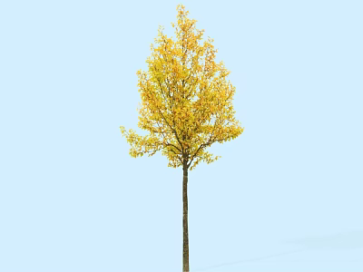 Arbor With Yellow Autumn Leaves And Tall Straight Trunk Against Blue Sky 3d model