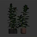 Green Potted Plants With Different Heights On Gray Background And Colored Pots