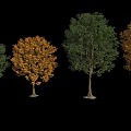 Four Arbor Trees With Green And Orange Leaves And Tall Trunks On Black Background