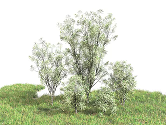 Modern shrubs 3d model