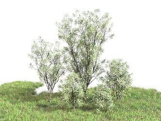 Modern shrubs 3d model