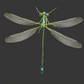 modern dragonfly thin-winged dragonfly lexian dragonfly 3d model
