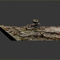 Vibrant yellow lizard perched on rough weathered tree bark in natural outdoor setting