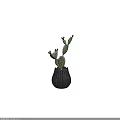 Green Potted Cactus Plant With Red Buds In Black Striped Vase For Indoor Decor