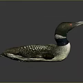 Lifelike Black And White Loon Model With Red Eye And Shiny Surface Reflection 3d model