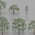 Various Arbor Trees With Different Leafy Canopies And Trunk Shapes 3d model