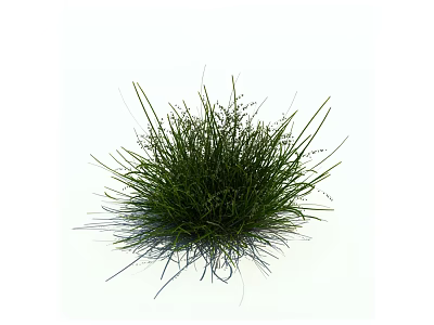 Fresh Lush Green Grass Cluster With Slender Leaves On White Background 3d model
