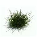 Fresh Lush Green Grass Cluster With Slender Leaves On White Background
