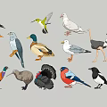 Modern 2D Birds Magpie Dove Sparrow Swift Silhouette 3d model