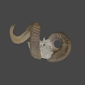 Detailed Ram Skull With Large Curved Horns On Black Background