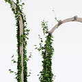 Decorative Garden Arches With Lush Climbing Vines And Wooden Trellis Frames