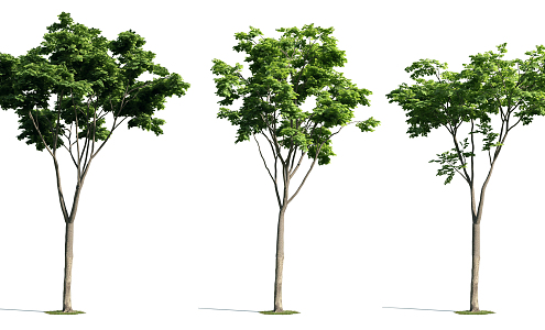 The Modern Tree 3d model