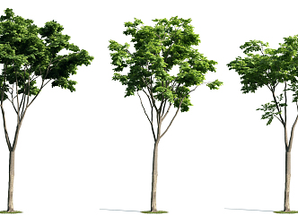 The Modern Tree 3d model