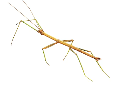Slender Brown Reptile With Green Legs And Camouflage Body On Branch 3d model