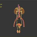 3D Anatomical Model of Abdominal Organs With Kidneys Blood Vessels and Bladder