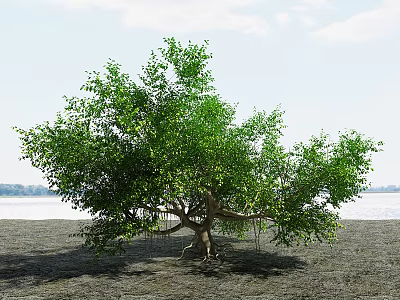 Lush Green Arbor Tree with Strong Trunk and Exposed Roots by Waterfront 3d model