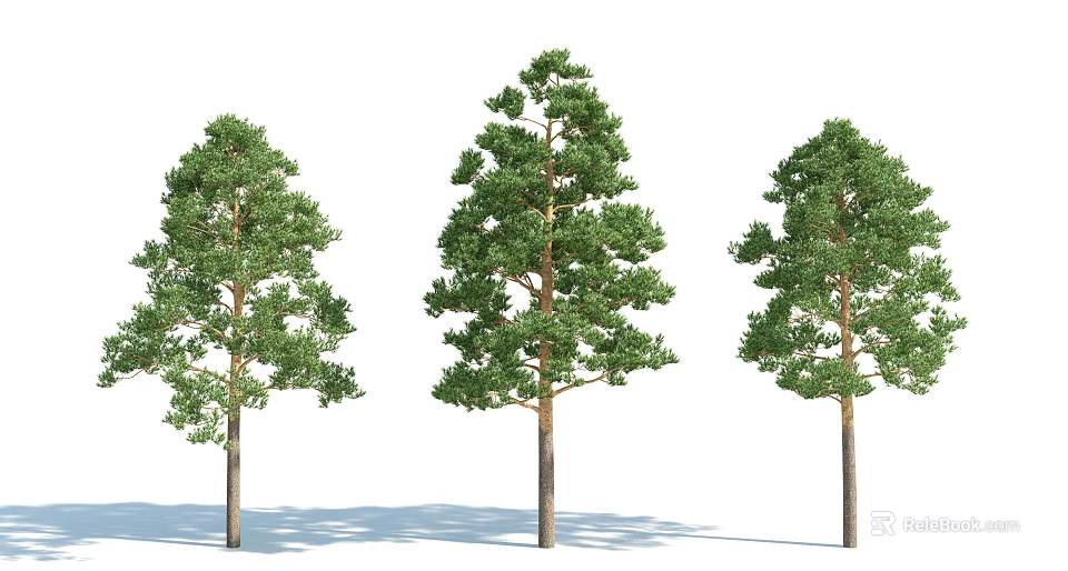 Three Arbor Trees With Straight Trunks Lush Green Canopies And Shadows Against White Background 3d model 