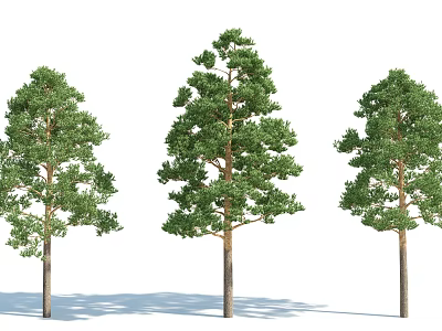 Three Arbor Trees With Straight Trunks Lush Green Canopies And Shadows Against White Background 3d model