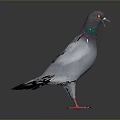 Gray Pigeon With Green And Purple Neck Standing On Dark Background With Red Feet