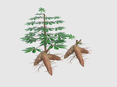 Cassava Plant With Green Leaves And Fresh Tubers As Agricultural Crop 3d model