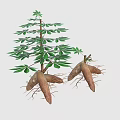 Cassava Plant With Green Leaves And Fresh Tubers As Agricultural Crop
