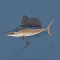 Majestic Sailfish With Long Bill Large Dorsal Fin And Blue White Body
