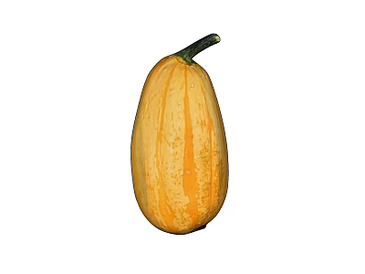 Fresh Elongated Yellow Striped Pumpkin Fruit With Green Stem Isolated On White Background 3d model