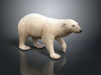3D Rendered Polar Bear Model In Standing Pose With Dark Reflective Surface 3d model