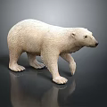 3D Rendered Polar Bear Model In Standing Pose With Dark Reflective Surface