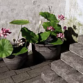 Traditional Garden Landscape with Pink Lotus Flowers Green Leaves and Stone Steps
