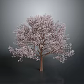 Lush Tree With Pink Blossoms And Brown Trunk Against Gray Background