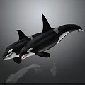 Dynamic Orca Whales Jumping In Water With Surface Reflection And Movement 3d model