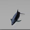 Blue Dolphin Streamlined Body With Smooth Surface Reflection Against Gray Gradient Background Lighting Effect