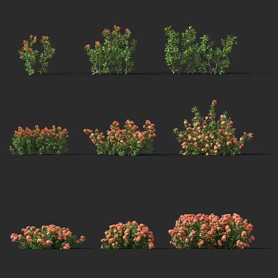modern shrub malaysia elixir flower plant 3d model