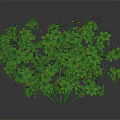 Healthy Green Plant With Lush Clover Shaped Leaves And Natural Growth