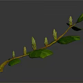 Green Plant Branch with Tender Leaves and Fresh Buds on White Background