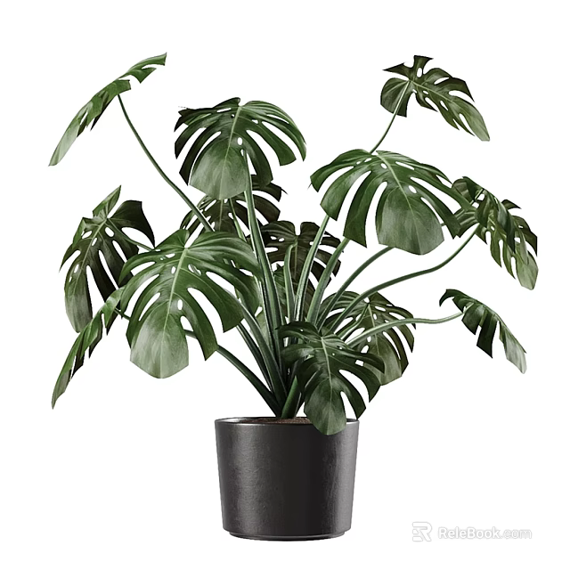 Monstera Potted Plant With Large Green Leaves In Black Ceramic Pot For Indoor Decor 3d model 