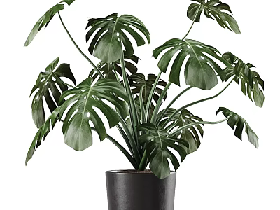 Monstera Potted Plant With Large Green Leaves In Black Ceramic Pot For Indoor Decor 3d model