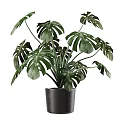 Monstera Potted Plant With Large Green Leaves In Black Ceramic Pot For Indoor Decor