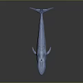 Realistic 3D Rendered Blue Whale with Sleek Body on Dark Background and Reflection