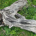 Natural Weathered Wood Log Surrounded By Green Grass And Lush Plants