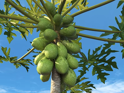 Fresh Green Papaya Fruits Hanging on Tree With Lush Leaves Against Blue Sky 3d model