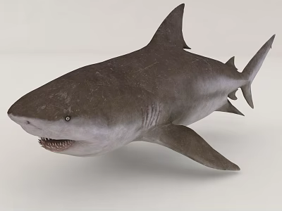 Ocean Sharks 3d model