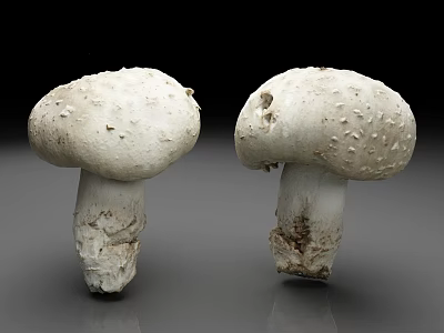Two White Mushrooms With Bumpy Surface And Soil On Stem Isolated On Dark Background 3d model