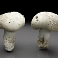 Two White Mushrooms With Bumpy Surface And Soil On Stem Isolated On Dark Background 3d model