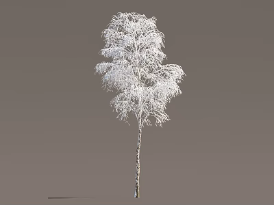 Isolated Birch Tree With White Frost Covered Delicate Branches On Gray Background 3d model