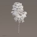 Winter Trees Ice and Snow Trees Frozen Trees Ice and Snow Scenes Snow and Ice Cover Street Trees in Winter 3d model