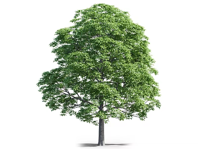 Lush Green Arbor with Dense Foliage Strong Trunk and Healthy Appearance 3d model