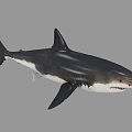 The Modern Shark 3d model